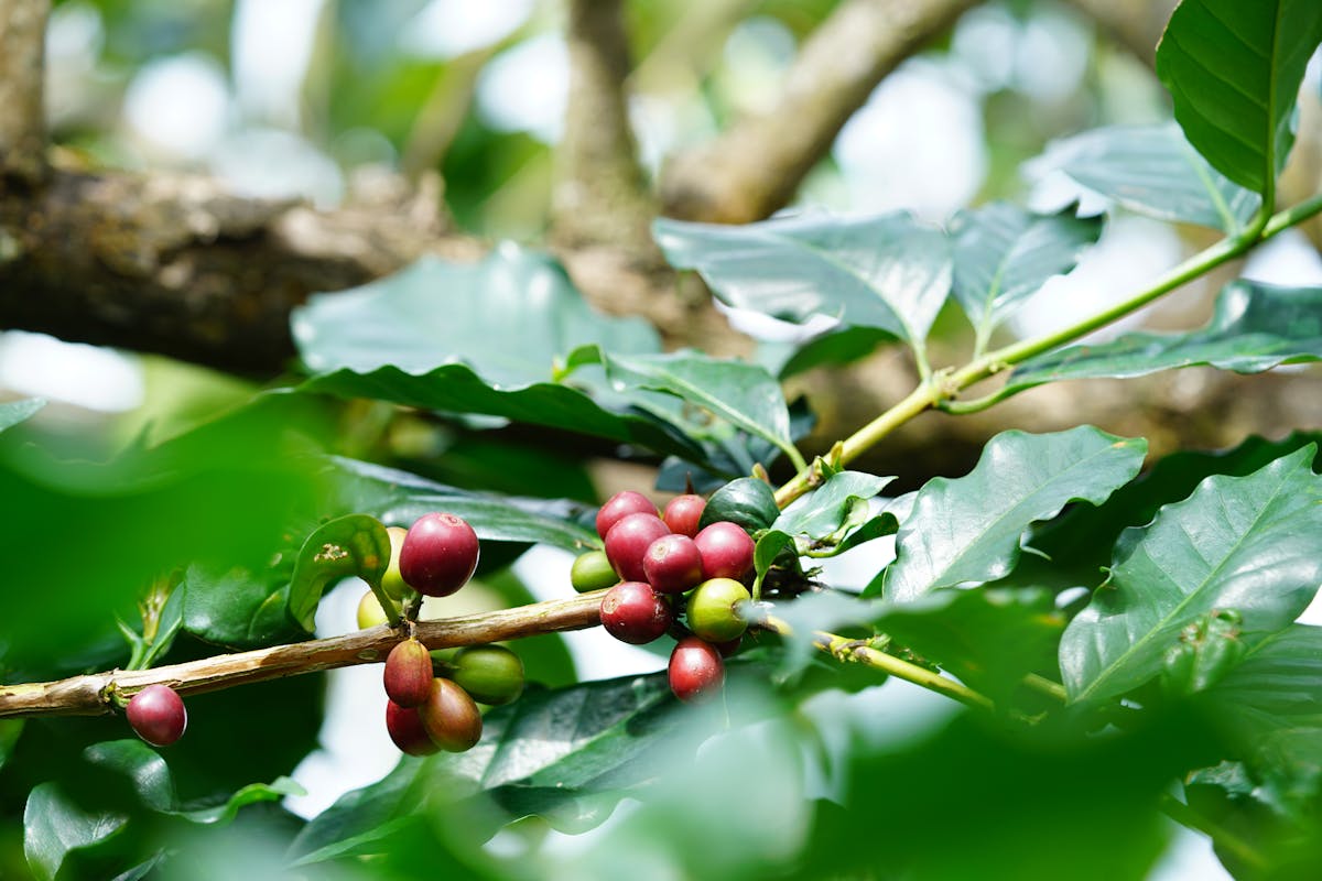 Sumba Coffee: From Farm to Cup